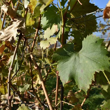 Kraut & Ruabn - Stadl Domek alpejski