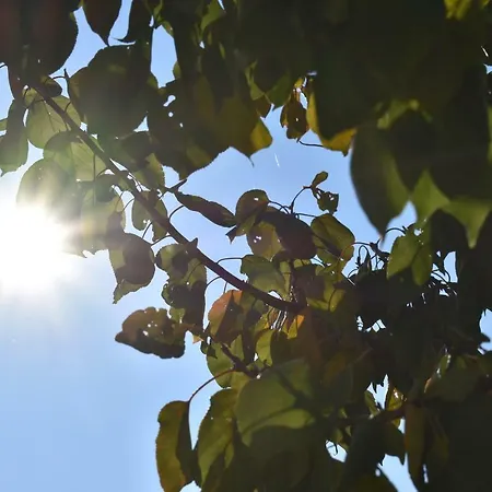 Domek alpejski Kraut & Ruabn - Stadl Engabrunn
