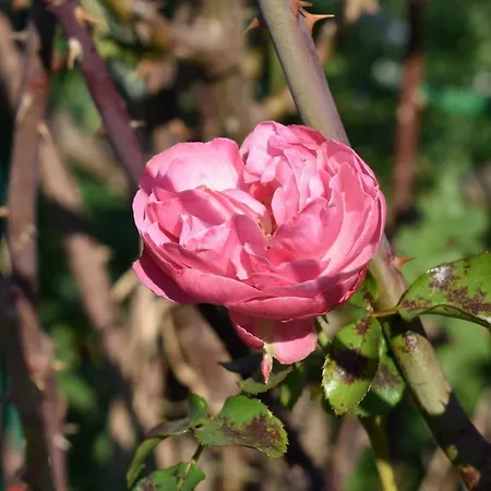 Kraut & Ruabn - Stadl *