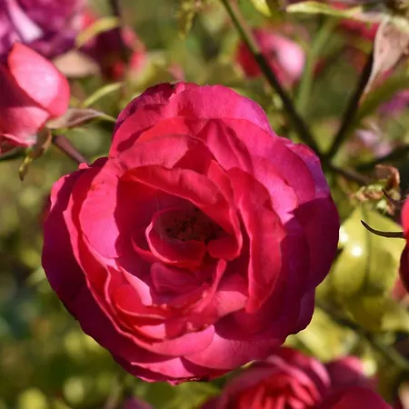 Domek alpejski Kraut & Ruabn - Stadl Engabrunn