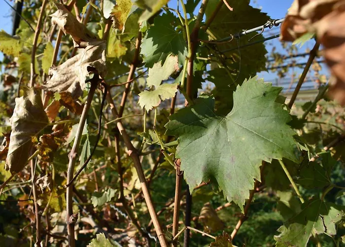 Kraut & Ruabn - Stadl Σαλέ