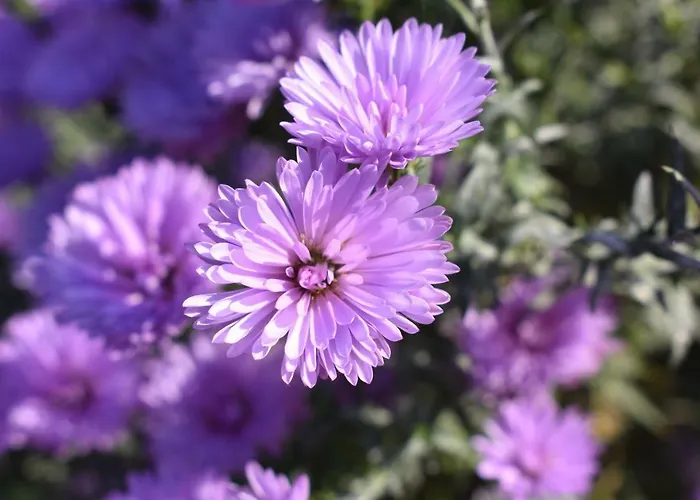 Chalet Kraut & Ruabn - Stadl *