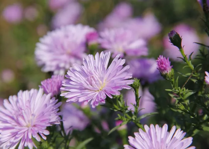 Kraut & Ruabn - Stadl * Engabrunn