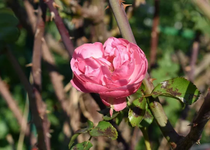 Kraut & Ruabn - Stadl *