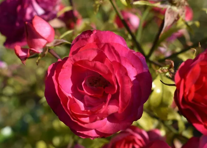 Chalet Kraut & Ruabn - Stadl Engabrunn